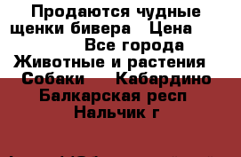 Продаются чудные щенки бивера › Цена ­ 25 000 - Все города Животные и растения » Собаки   . Кабардино-Балкарская респ.,Нальчик г.